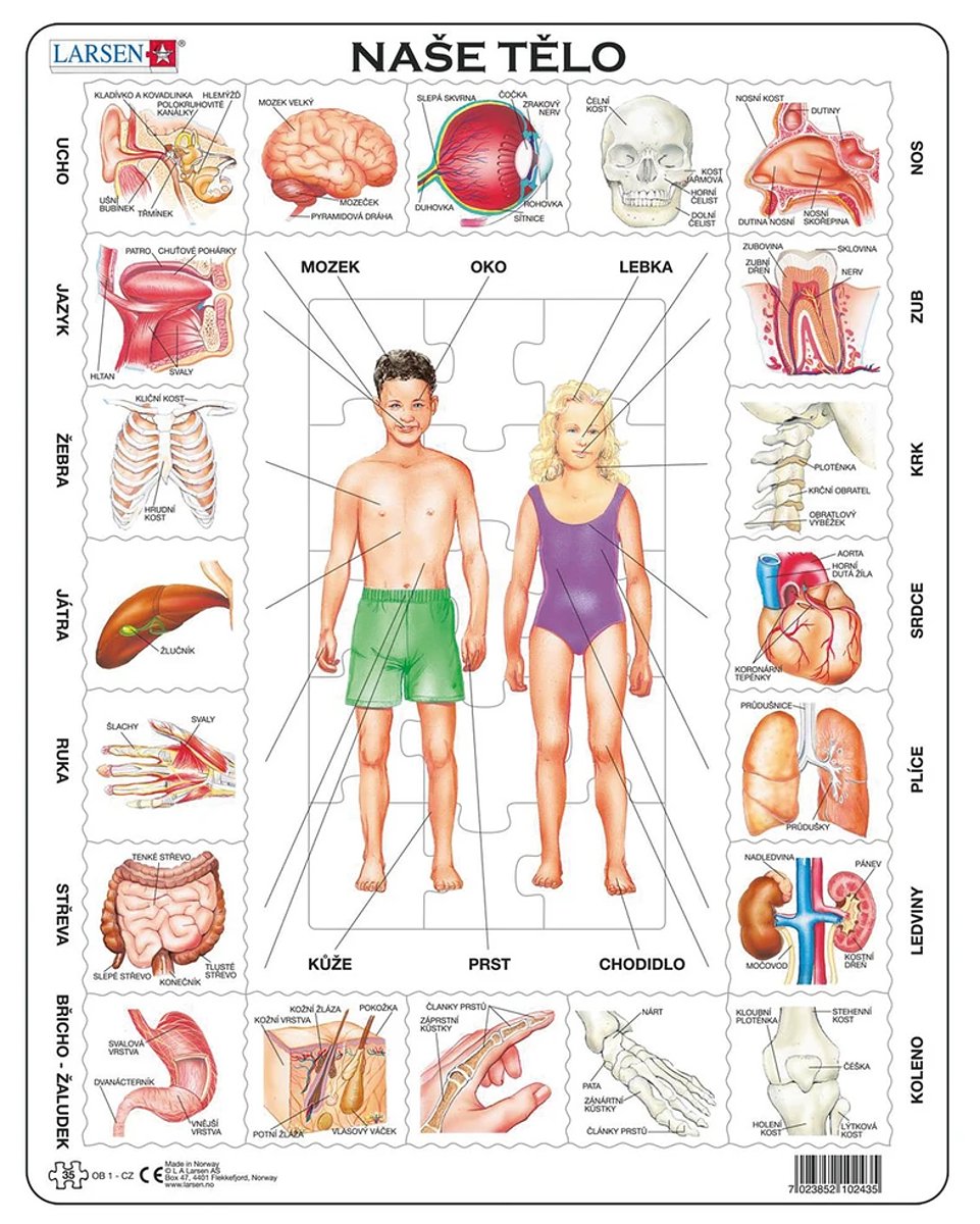 NAŠE TĚLO 35 d. EDU Puzzle