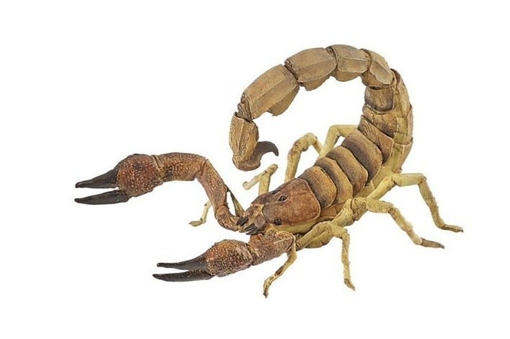 Škorpión