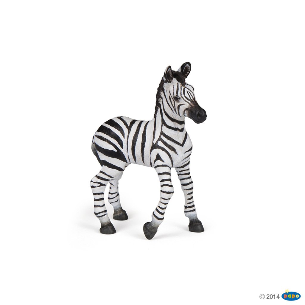 Zebra mládě